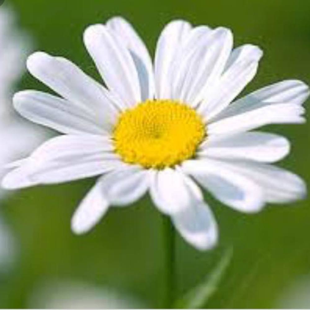 Meet your Posher, Yaya